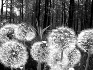 dandelion image