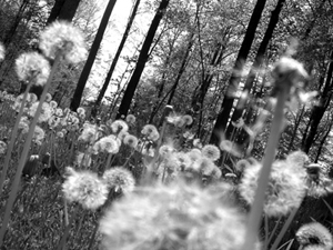 dandelion image