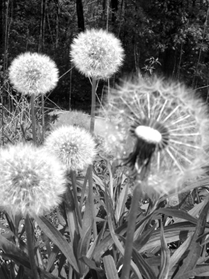 dandelion image