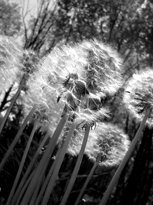 dandelion image