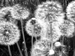 dandelion image