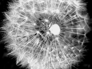 dandelion image
