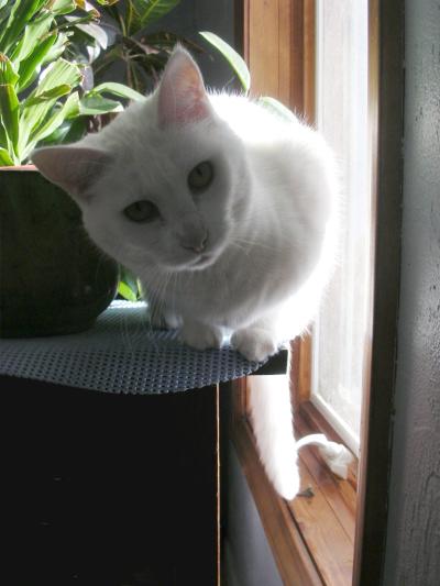 curious