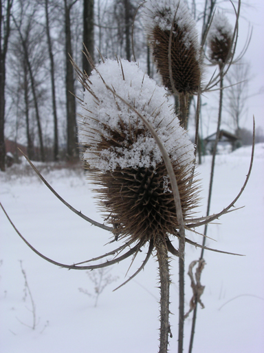 snowy
