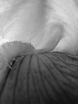 iris image