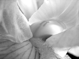 iris image