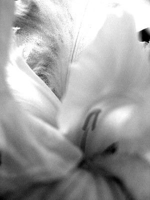 iris image