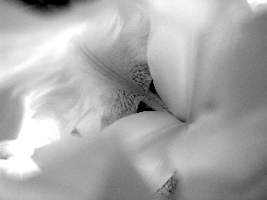 iris image