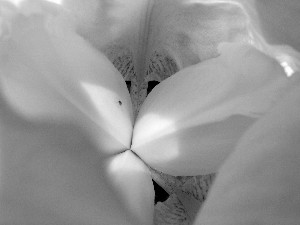 iris image