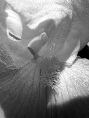 iris image
