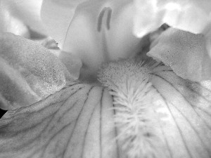 iris image