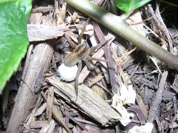 spider w/eggsack