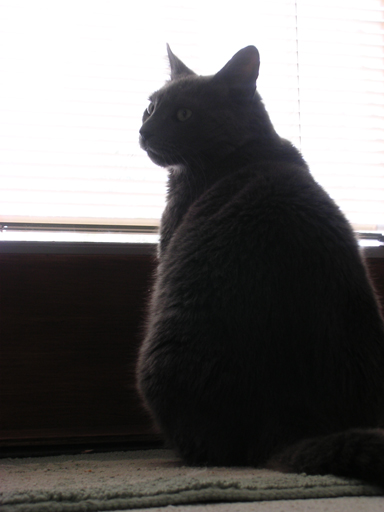 buddy