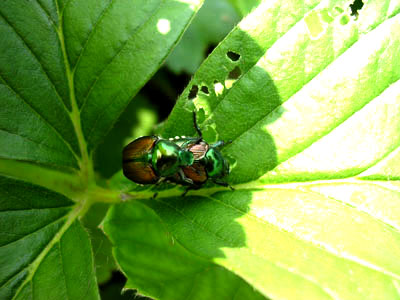 2 bugs doing what comes natural