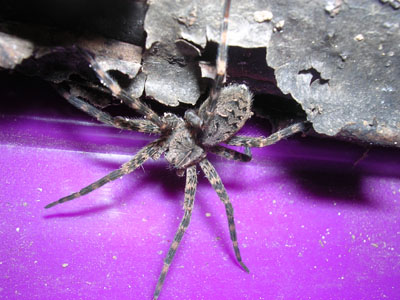 big, hairy spider