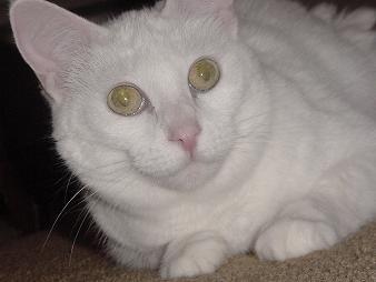 cleo - our oldest, most photogenic, most anti-social cat
