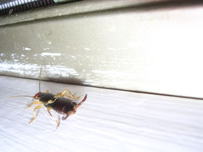 earwig