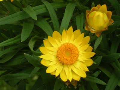 some flowers in my yard