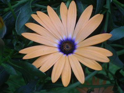 some flowers in my yard