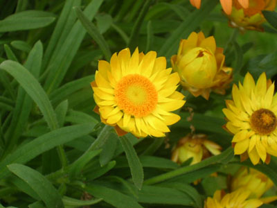 some flowers in my yard