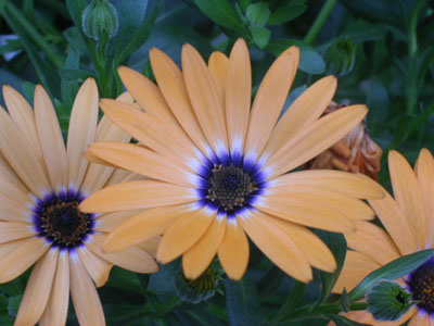 some flowers in my yard