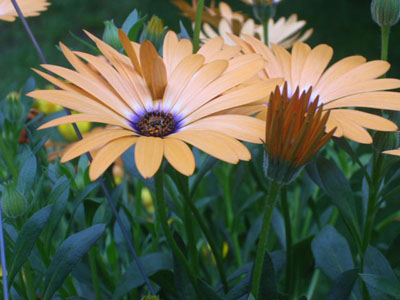 some flowers in my yard