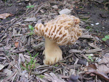 cool fungus growing in our yard