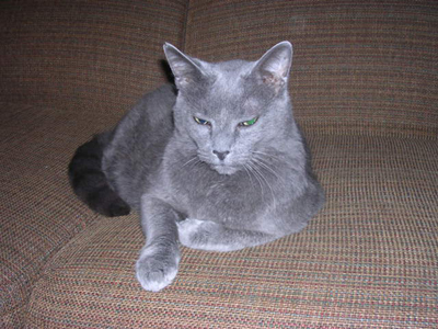 simba (the greatest cat evuh) watching ppk
