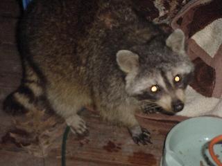 photo of racoon on our deck