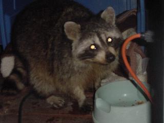 photo of racoon on our deck
