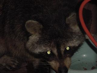 photo of racoon on our deck