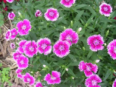 flowers