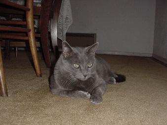 simba - the greatest cat ever