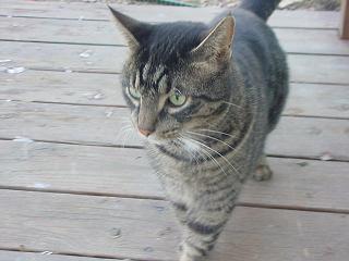 photo of a stray cat on our deck