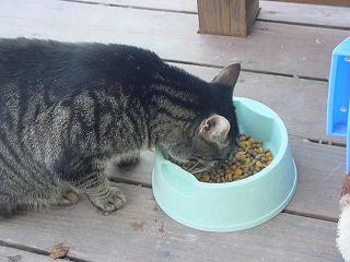 photo of a stray cat on our deck
