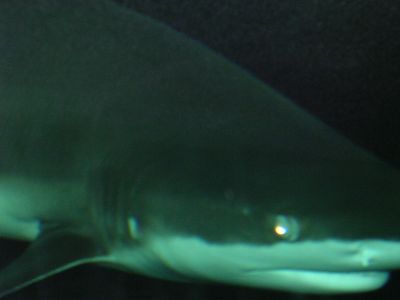 pictures from the zoo