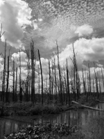 wetlands image