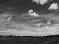 wetlands image