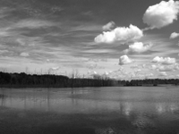 wetlands image