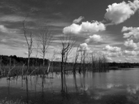 wetlands image