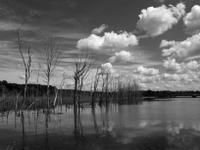 wetlands image