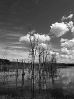 wetlands image