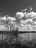wetlands image