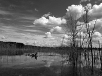 wetlands image