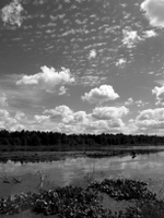 wetlands image