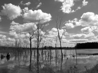 wetlands image