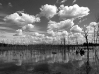 wetlands image