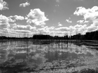 wetlands image