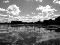 wetlands image