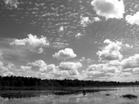 wetlands image